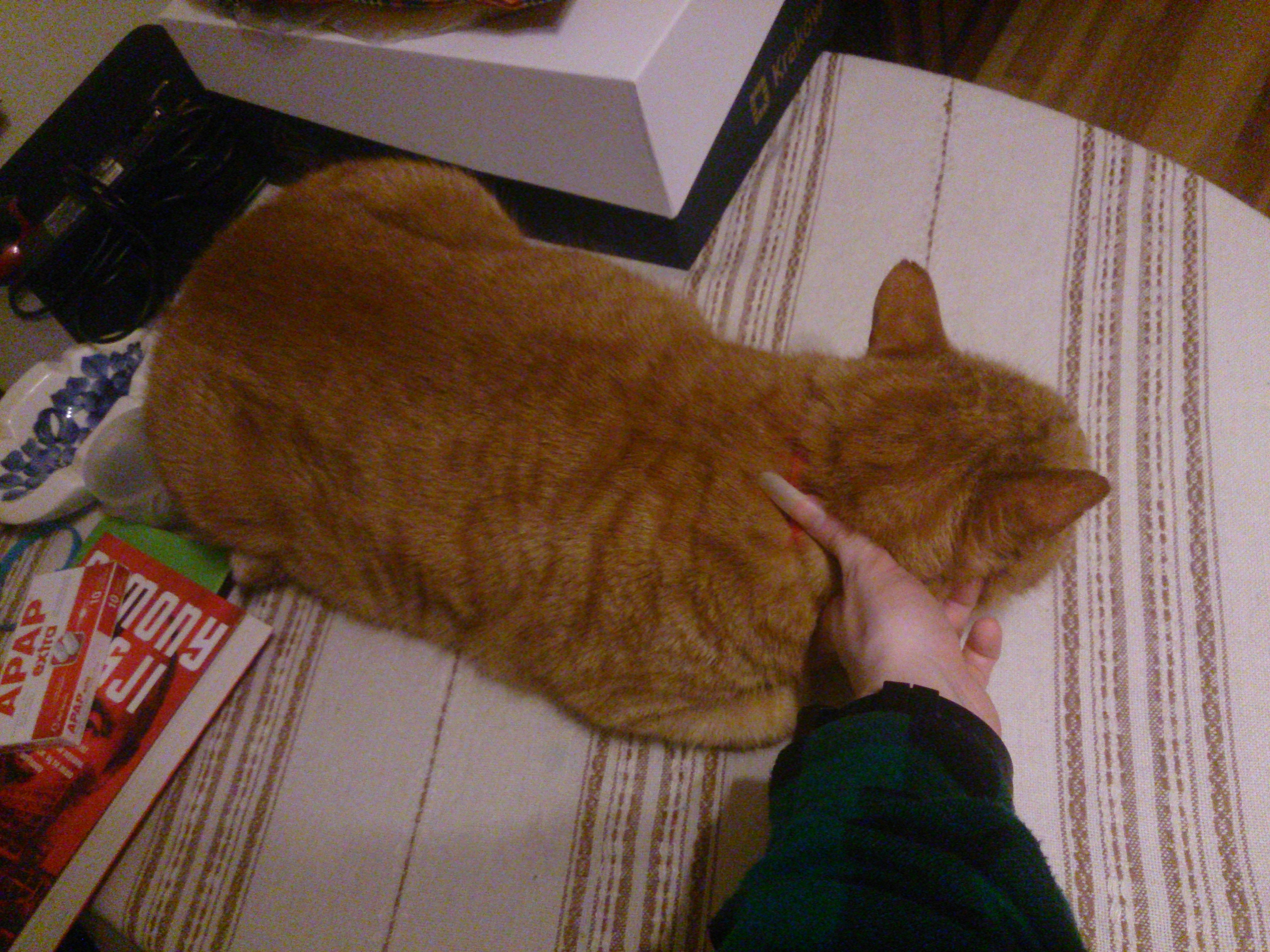 he's flat, he's big, he's yellow. he's trying to sleep